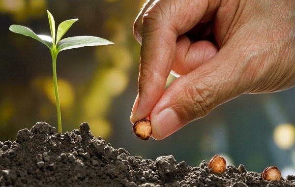 O que significa plantar e colher a cento por um ou a cem por um?